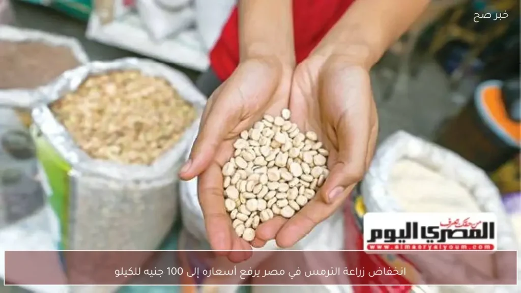 انخفاض زراعة الترمس في مصر يرفع أسعاره إلى 100 جنيه للكيلو