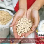 انخفاض زراعة الترمس في مصر يرفع أسعاره إلى 100 جنيه للكيلو