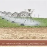 توصيات زراعة الذرة في يونيو لزيادة الإنتاجية ومواجهة الحرارة