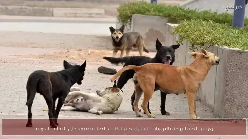رئيس لجنة الزراعة بالبرلمان: القتل الرحيم للكلاب الضالة يعتمد على التجارب الدولية