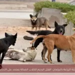 رئيس لجنة الزراعة بالبرلمان: القتل الرحيم للكلاب الضالة يعتمد على التجارب الدولية