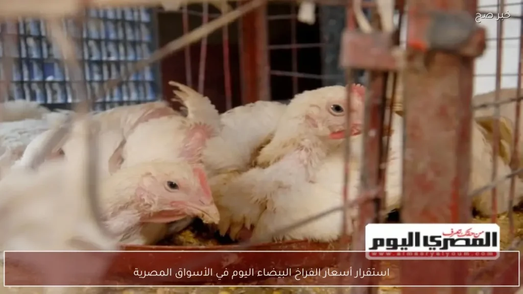 استقرار أسعار الفراخ البيضاء اليوم في الأسواق المصرية