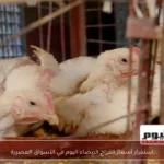 استقرار أسعار الفراخ البيضاء اليوم في الأسواق المصرية