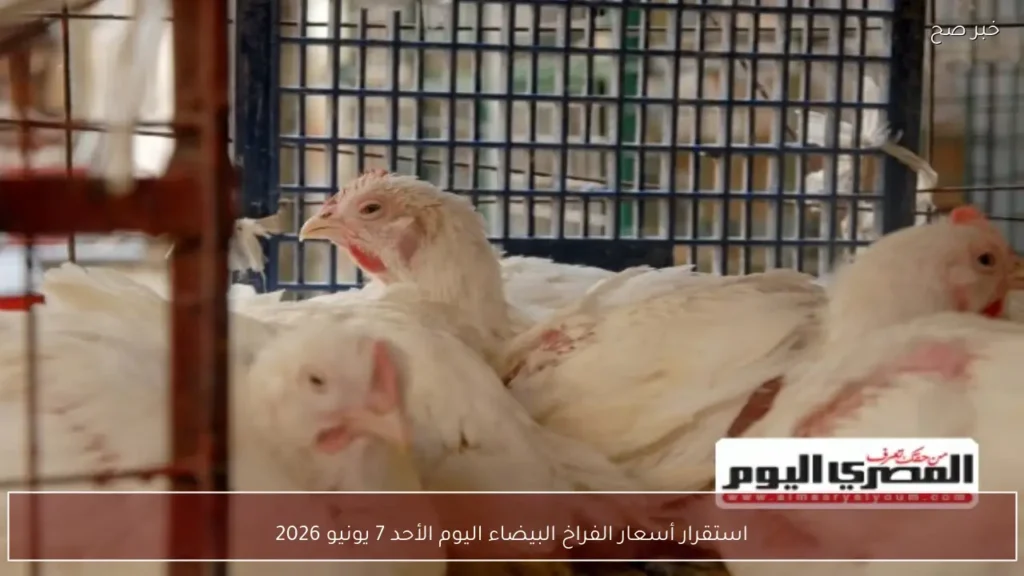 استقرار أسعار الفراخ البيضاء اليوم الأحد 7 يونيو 2026