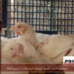 استقرار أسعار الفراخ البيضاء اليوم الأحد 7 يونيو 2026