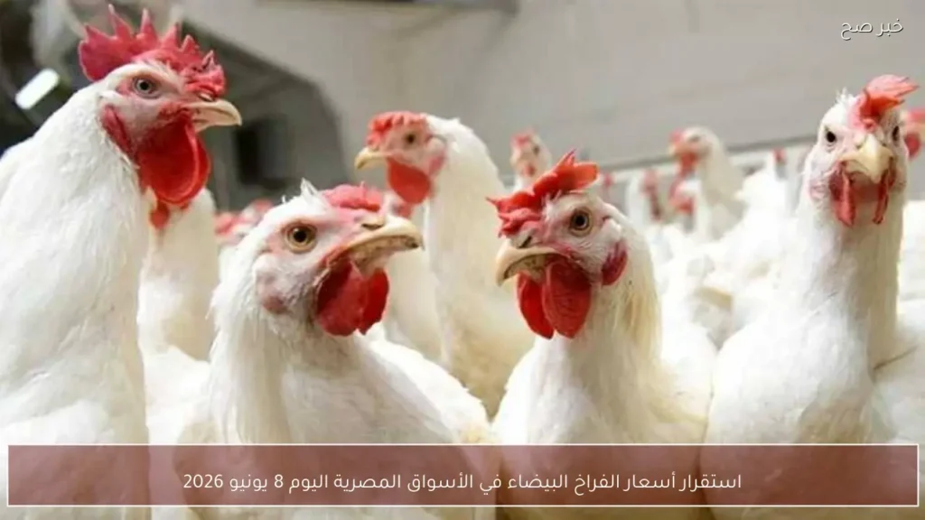 استقرار أسعار الفراخ البيضاء في الأسواق المصرية اليوم 8 يونيو 2026