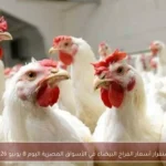 استقرار أسعار الفراخ البيضاء في الأسواق المصرية اليوم 8 يونيو 2026
