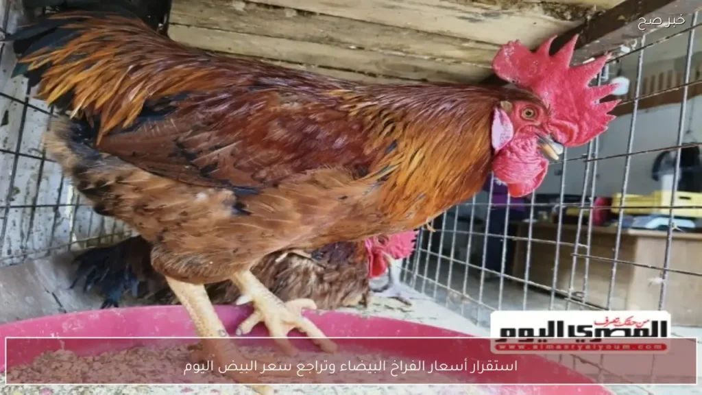 استقرار أسعار الفراخ البيضاء وتراجع سعر البيض اليوم
