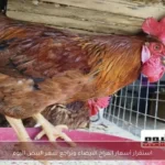 استقرار أسعار الفراخ البيضاء وتراجع سعر البيض اليوم