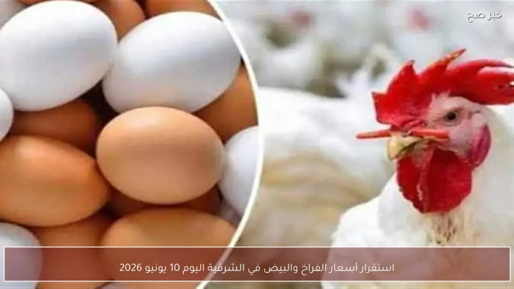 استقرار أسعار الفراخ والبيض في الشرقية اليوم 10 يونيو 2026