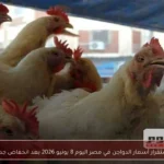 استقرار أسعار الدواجن في مصر اليوم 8 يونيو 2026 بعد انخفاض جديد
