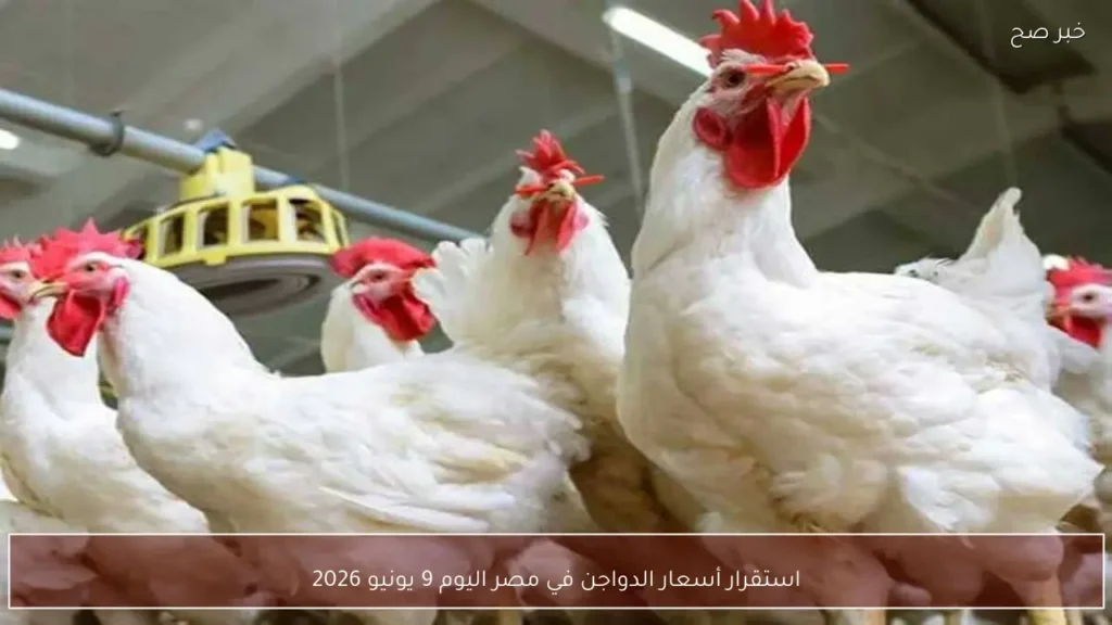 استقرار أسعار الدواجن في مصر اليوم 9 يونيو 2026