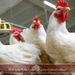 استقرار أسعار الدواجن في مصر اليوم 9 يونيو 2026