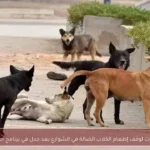 دعوات لوقف إطعام الكلاب الضالة في الشوارع بعد جدل في برنامج حواري