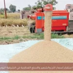 استقرار أسعار الأرز والشعير والسلع الغذائية في الشرقية اليوم