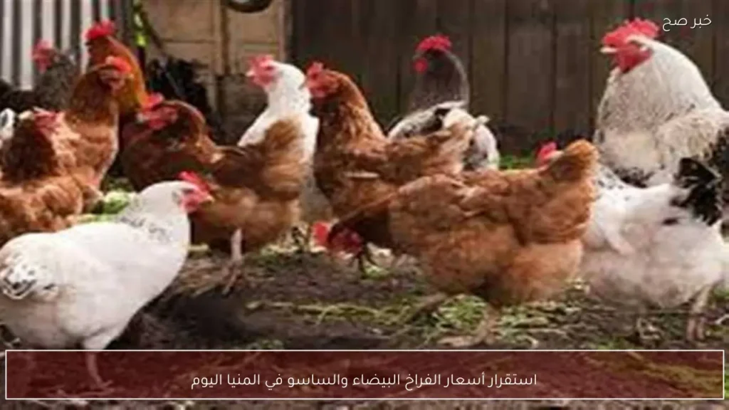 استقرار أسعار الفراخ البيضاء والساسو في المنيا اليوم