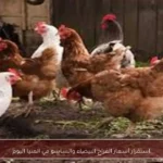 استقرار أسعار الفراخ البيضاء والساسو في المنيا اليوم