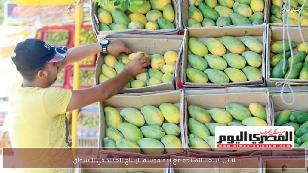 تباين أسعار المانجو مع بدء موسم الإنتاج الجديد في الأسواق