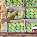 تباين أسعار المانجو مع بدء موسم الإنتاج الجديد في الأسواق