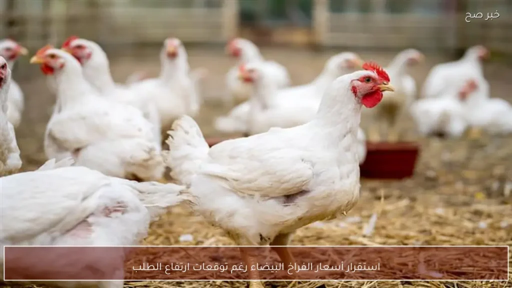 استقرار أسعار الفراخ البيضاء رغم توقعات ارتفاع الطلب