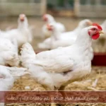 استقرار أسعار الفراخ البيضاء رغم توقعات ارتفاع الطلب