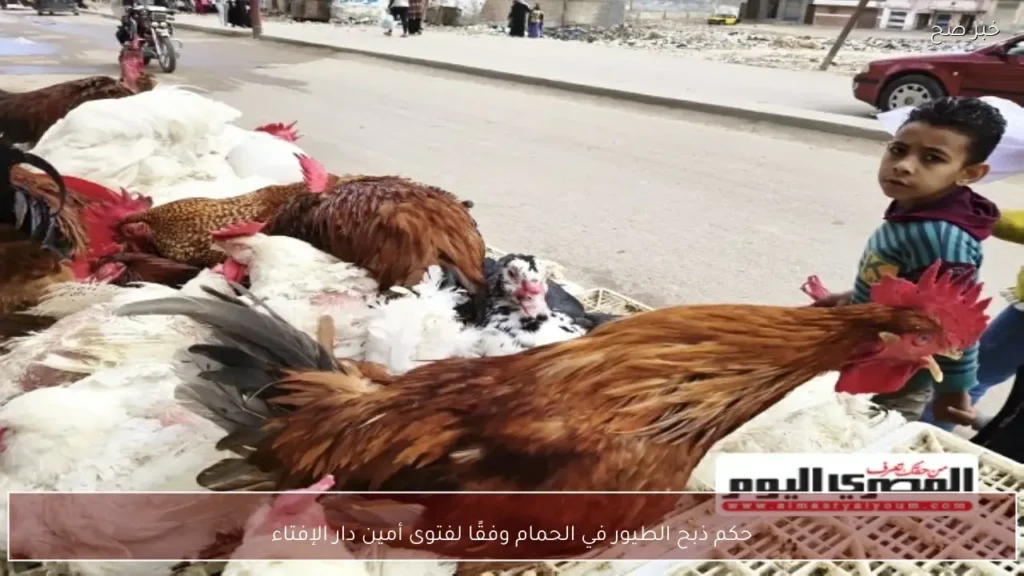 حكم ذبح الطيور في الحمام وفقًا لفتوى أمين دار الإفتاء