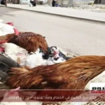 حكم ذبح الطيور في الحمام وفقًا لفتوى أمين دار الإفتاء